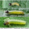 carch alceae larva1 volg1